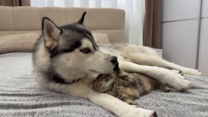 067. Забавная реакция хаски на крошечного котенка – нельзя пропустить!
