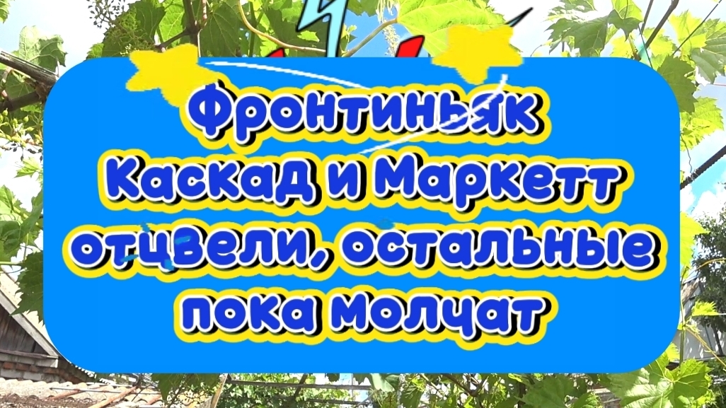 Фронтиньяк, Каскад и Маркетт отцвели, остальные пока молчат. 1.06.26