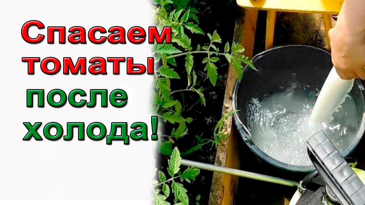 Спасаем томаты после холода. смотреть онлайн