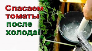 Спасаем томаты после холода.