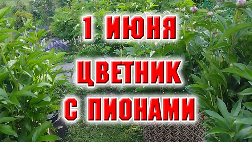 1 июня. Почистила цветник с пионами