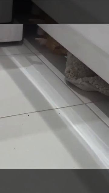 Вот кто ворует ковры