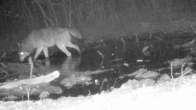 🐺🐺 видео фото ловушки смотреть онлайн