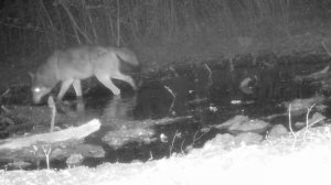 🐺🐺 видео фото ловушки
