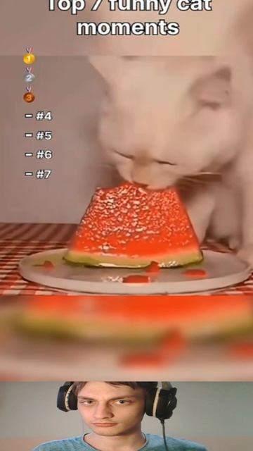 Коты следят за тобой...