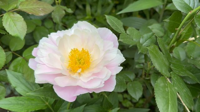 Цветник с пионами и розами 💐 1 июня 26г 💐 смотреть онлайн