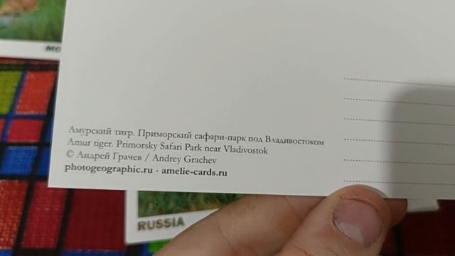 Обзор на открытки фауна