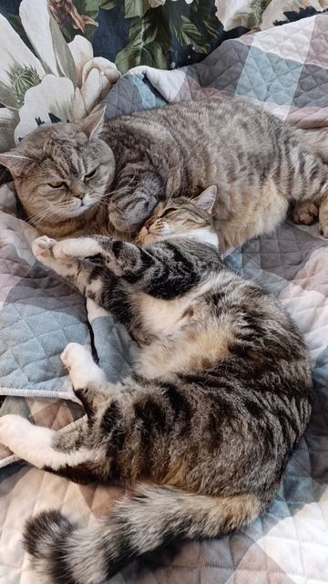 Кошки марошки