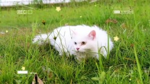🐾 Мама-кошка подстригает шерсть на ферме и делает тигровую шапку для котят дома 🐯🎩