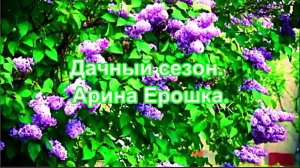 Дачный сезон. Арина Ерошка.