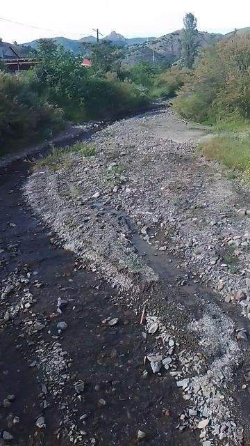 Синяк трава медонос, цветёт и радует мои глаза