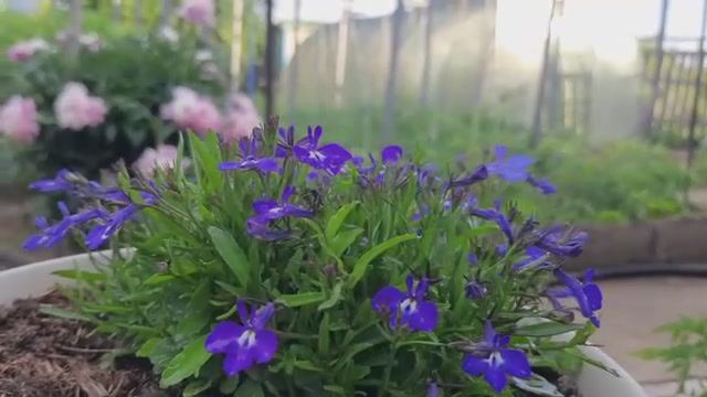 Вечерняя дача после дождя  так прекрасна. Релакс 🥰