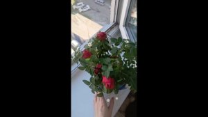 Кухня СССР:)
мой цветочный найдёныш