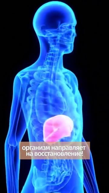 Голодание 24 часа