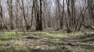 Весна не за горами .