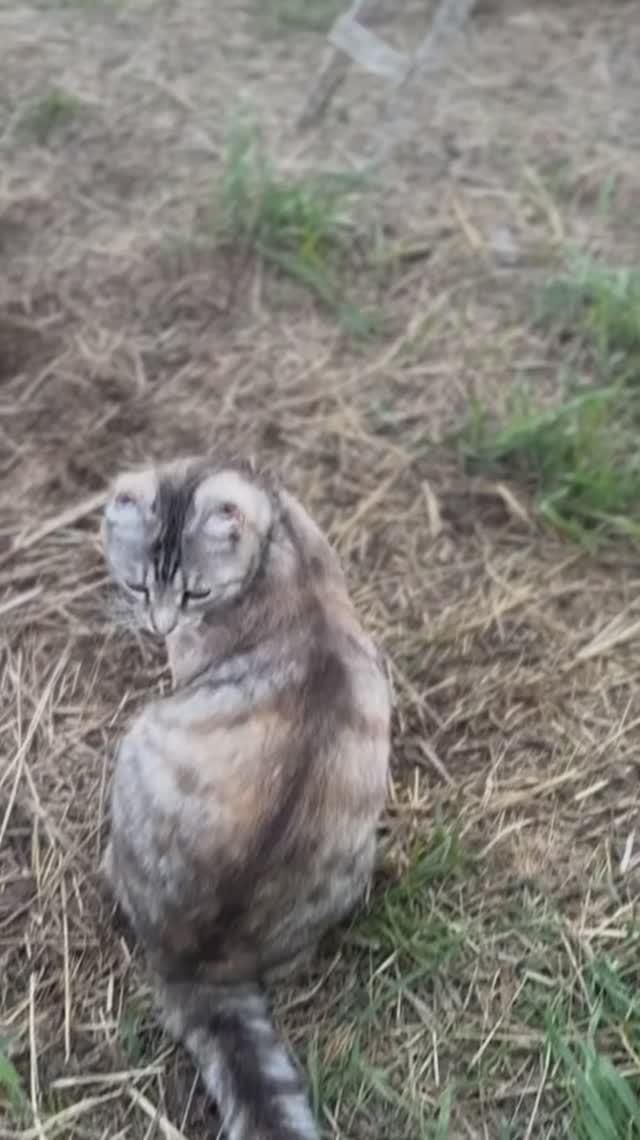 Вечерние котики