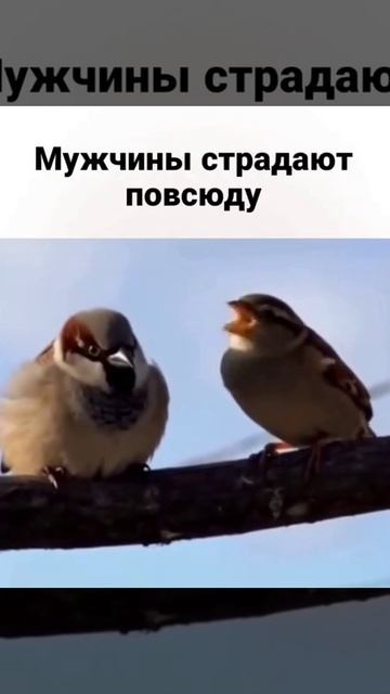 Мужчины страдают везде :( смотреть онлайн