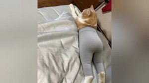 😂 Лосины для кошек начали продавать на Алиэкспресс