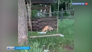 Лиса утащила пиццу у отдыхающих в Башкортостане