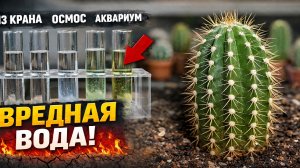 Я Проверил ВОДУ для Кактусов… Результаты ШОКИРУЮТ!