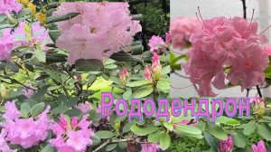 Рододендрон (розовое дерево) - цветы любви, преданности и женского очарования, легенды и предания.