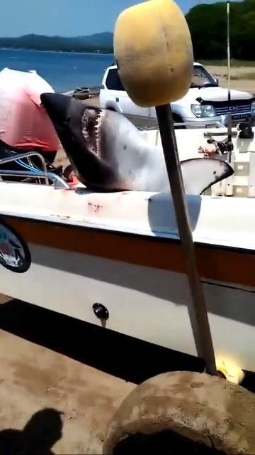 В Приморье поймали агрессивную и опасную акулу (2)