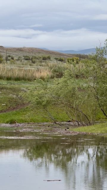 Крякаши сели… протоки Енисея… смотреть онлайн
