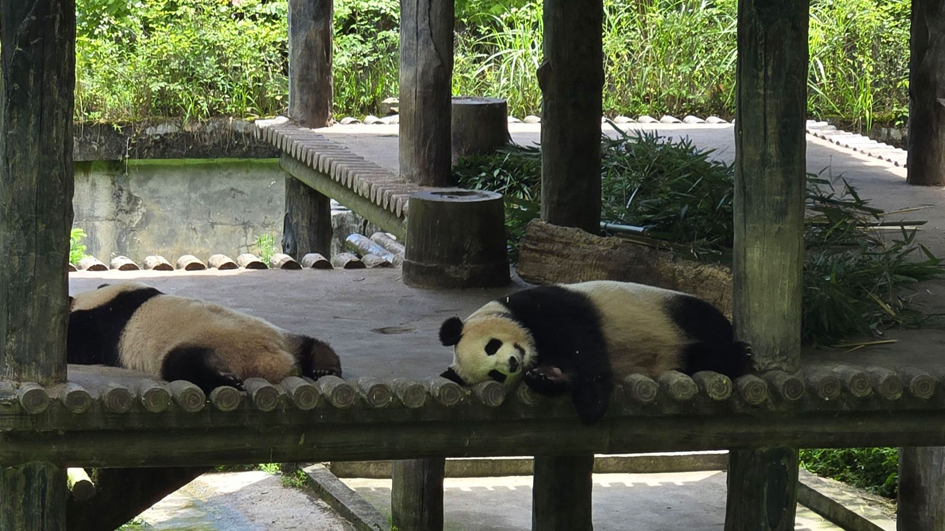 20250630 Bifengxia Panda Reserve