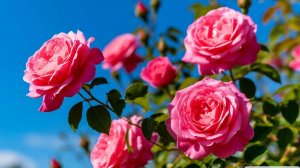 С ДНЁМ РОЗЫ! ЭТОТ ВОЛШЕБНЫЙ РОЗОВЫЙ РАЙ! РЕЛАКС ДЛЯ ОТДЫХА И УДОВОЛЬСТВИЯ