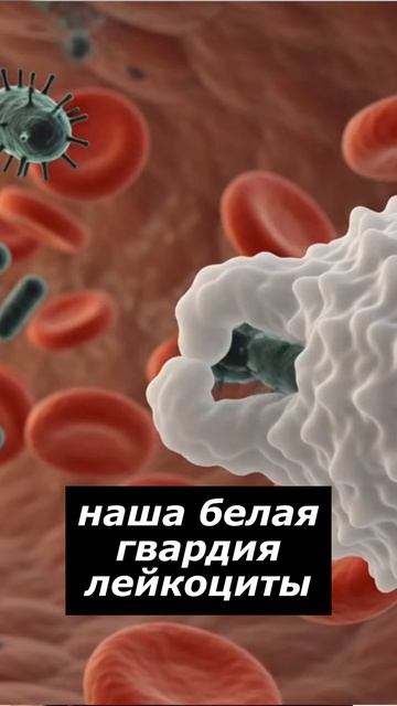 Микробиом крови: бактерии там правда живут?
