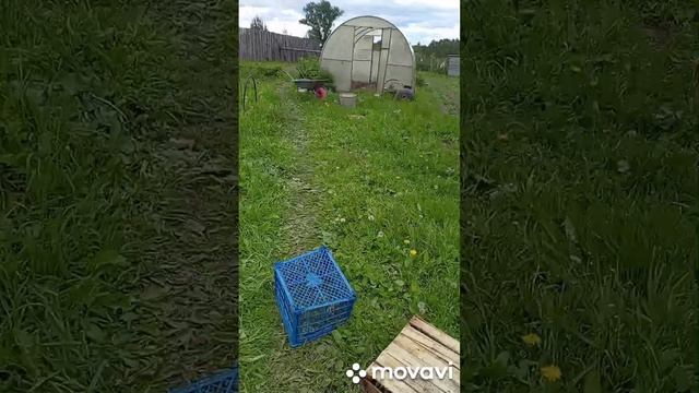 с дочкой в огороде.сломалась тачка.а ей все смешно