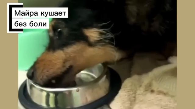 Майрочка кушает без боли