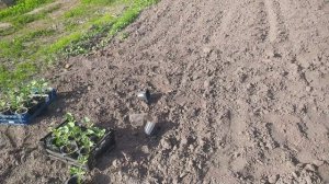 Высадил арбузы в огород