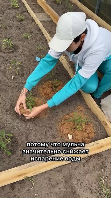 Мульчируем томаты кокосовой мульчой