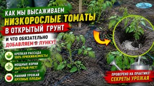 Высадка томатов в грунт: что положить в лунку для сильного старта