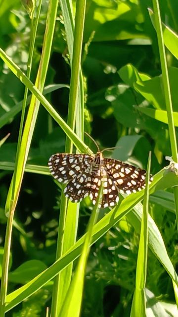 Пяденица клеверная, решётчатая (Chiasmia clathrata). смотреть онлайн