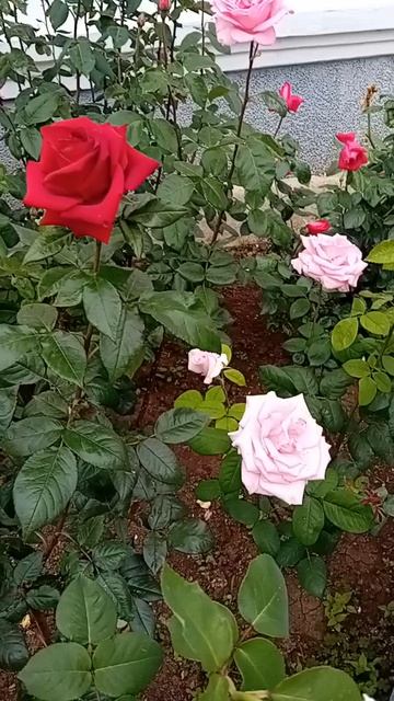 Евпатория, Крым. Прошли дожди , и идут. .Слава  Богу,  все ожило в природе...