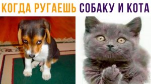 КОГДА РУГАЕШЬ КОТА И СОБАКУ))) Приколы