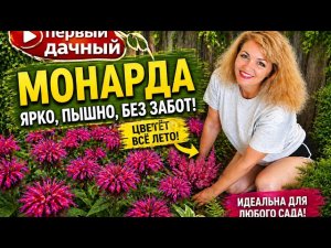 Монарда цветёт как сумасшедшая! Главные секреты посадки для обильного цветения