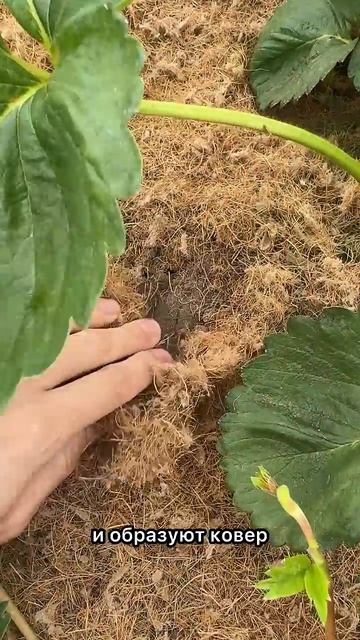Кокосовая мульча при сильном ветре