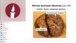 Вебинар: «Препараты линии PowerMatrix: MatrixCerebrum 4- аквабиотик оболочек мозга.»