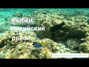Риф отеля RIU Atoll 4* Даалу Атолл, Мальдивы