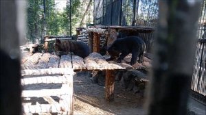 К нам приехала ещё одна пара гималайских медвежат 01.06.2026