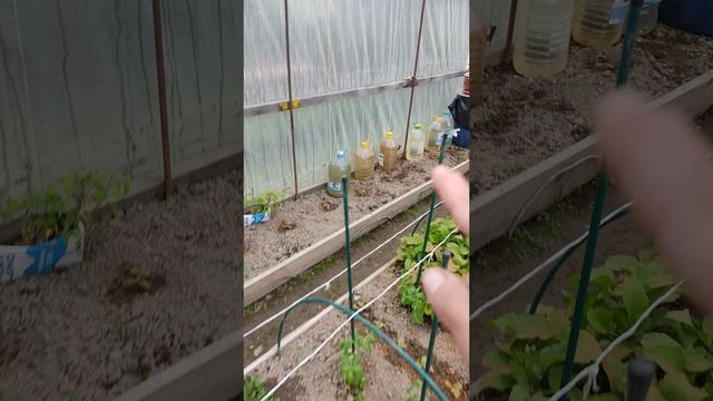 27-05-2026 посадили рассаду в теплицу