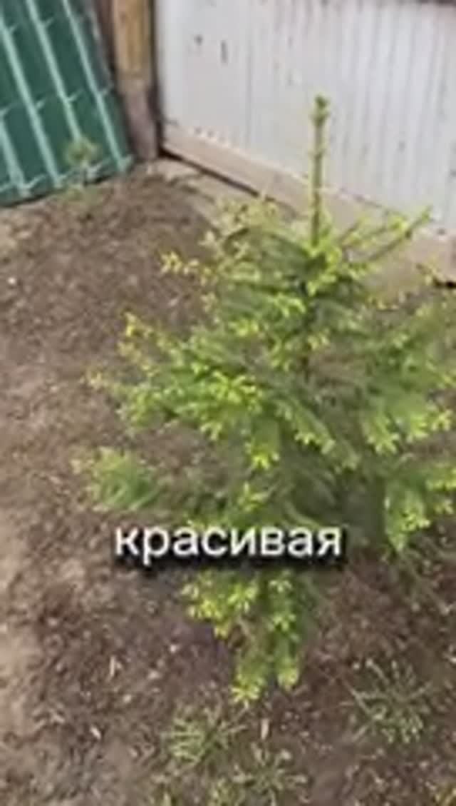 Пихтовый веник в бане и цветущая пихта - одна и та же красавица