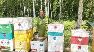 Подсаживаю плодных маток 2026