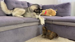 Гигантский хаски не знает, что делать с этим котенком – Чистая комедия