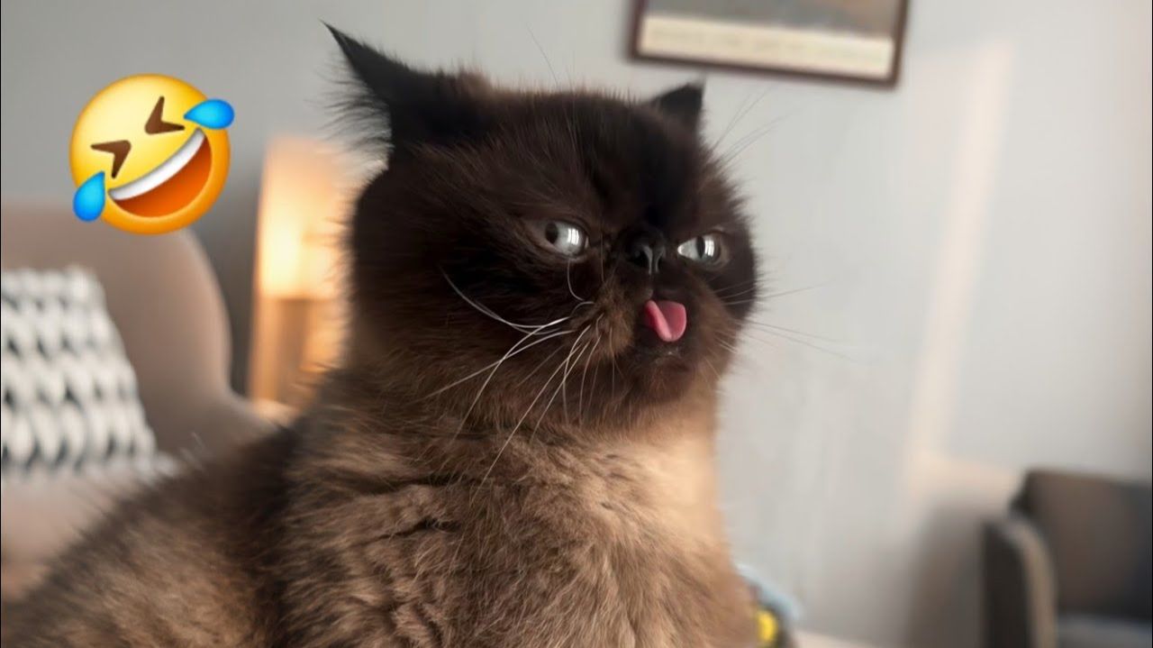 Постарайтесь не смеяться над Этими Кошачьими Моментами 🤪🐈🤣 смотреть онлайн