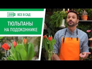 Как вырастить тюльпаны в домашних условиях | Все в сад
