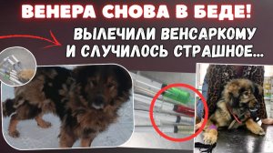 Венера в ветклинике! Судьба нанесла второй удар...